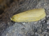Eilema sororcula Eilema sororcula