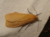 Eilema sororcula Eilema sororcula