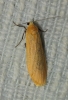 Eilema sororcula Eilema sororcula
