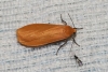 Eilema sororcula Eilema sororcula