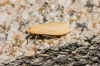 Eilema sp. Eilema sp.