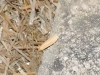 Eilema sp. Eilema sp.
