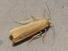 Eilema sp. Eilema sp.