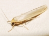 Eilema sp. Eilema sp.