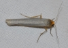 Eilema sp. Eilema sp.