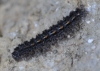 Eilema sp. Eilema sp.