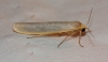 Eilema sp. Eilema sp.