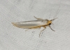 Eilema sp. Eilema sp.