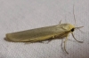 Eilema sp. Eilema sp.