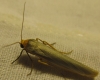 Eilema sp. Eilema sp.