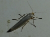 Eilema sp. Eilema sp.