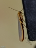 Eilema sp. Eilema sp.