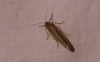 Eilema sp. Eilema sp.