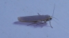 Eilema sp. Eilema sp.
