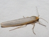 Eilema sp. Eilema sp.