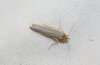 Eilema sp. Eilema sp.