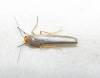 Eilema sp. Eilema sp.