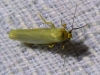 Eilema sp. Eilema sp.