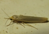 Eilema sp. Eilema sp.