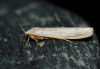 Eilema sp. Eilema sp.