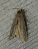 Eilema sp. Eilema sp.
