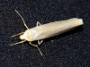 Eilema sp. Eilema sp.