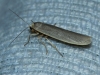 Eilema sp. Eilema sp.