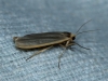 Eilema sp. Eilema sp.