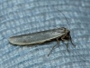 Eilema sp. Eilema sp.