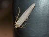 Eilema sp. Eilema sp.