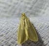 Eilema sp. Eilema sp.