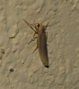 Eilema sp. Eilema sp.