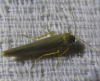 Eilema sp. Eilema sp.