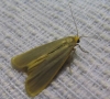 Eilema sp. Eilema sp.