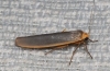 Eilema sp. Eilema sp.