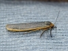 Eilema sp. Eilema sp.