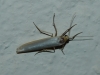 Eilema sp. Eilema sp.