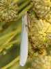 Eilema sp. Eilema sp.