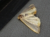 Eilema sp. Eilema sp.
