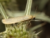 Eilema sp. Eilema sp.
