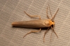 Eilema caniola Eilema caniola