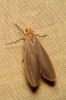 Eilema caniola Eilema caniola