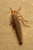Eilema caniola Eilema caniola