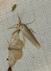 Eilema caniola Eilema caniola