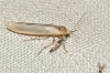 Eilema caniola Eilema caniola