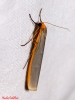 Eilema caniola Eilema caniola