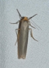 Eilema caniola Eilema caniola