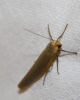 Eilema caniola Eilema caniola