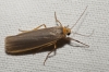Eilema caniola Eilema caniola