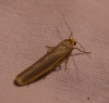 Eilema cf. caniola Eilema cf. caniola